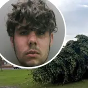 Man Avoids Jail for Cutting Down War Memorial Christmas Tree in County Durham