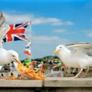 Manhunt After Tourist Punches Seagull Near Death in St Ives