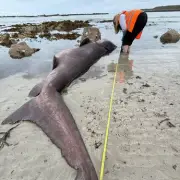 Massive 14ft Smalltooth Sand Tiger Shark Baffles Experts After Washing Up in Jersey