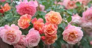 Milk Spray Prevents Black Spot on Roses: Simple DIY Solution