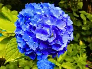Mulch Hydrangeas Now for Bigger, Fluffier Summer Blooms