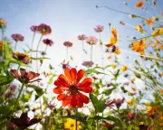 Natural History GCSE to Include 20 Hours of Fieldwork and Wildflower Gardening