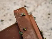 Natural Trick to Keep Flies Away from Wheelie Bins Using Vinegar