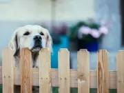Neighbour Demands Woman Move Garden to Stop Dog Barking