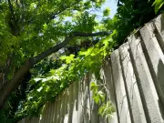 Neighbour Tree Disputes: Expert Explains Your Legal Rights