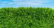 Neighbour's Hedge Too High? Know Your Legal Rights Under UK Law