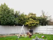 Neighbour's Tree Damage: Who Pays? Insurance Expert Explains