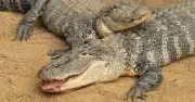 New Detail Emerges in Crocodile Enclosure Attack on Three-Year-Old Boy at UK Zoo