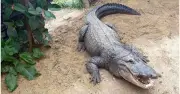 New Details Emerge After Toddler Thrown into Crocodile Enclosure at UK Zoo