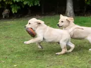 New Dog Play Centre Among Latest Wirral Planning Applications
