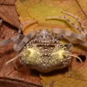 New Spider Mimics Zombie Fungus to Trick Predators in Amazon