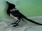 North East wildlife charity calls for end to glue trap sales after magpie rescue