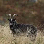 Northumberland Cheviot Wild Goats Found Genetically Unique by Newcastle University