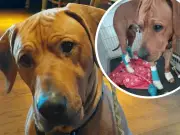 Northumberland man's relief as Metro workers reunite him with missing dog