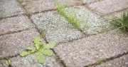 Patio Weeds Gone in 3 Days With Natural Salt Trick Never Return