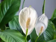 Peace Lilies Bloom for Years with Simple Kitchen Scrap Fertiliser