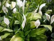 Peace Lily Bloom Boost: Use Coffee Grounds for Lush Growth