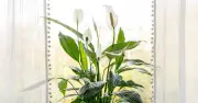 Peace Lily Blooming Hack: Use Coffee Grounds for Bigger Flowers