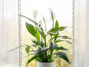 Peace Lily Blooming Tip: 10-Second Move in June Boosts Flowers
