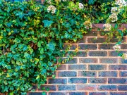 Permanently Banish Ivy from Your Garden with This Natural Solution