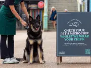 Pet Expert Warns Against Searching Streets for Missing Dog
