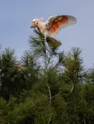 Pink Cockatoos Face Uncertain Future After Devastating Bushfires in Victoria