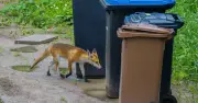 Place a Milk Container on Your Bin to Deter Foxes, Says Binman