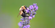 Plant Lavender in July to Attract More Bees to Your Garden, Says RHS
