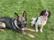 Police dogs Ike and Dobbie uninjured after serious Wirral crash