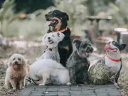 Poodles Named Fussiest Dog Breed in Surprising New Study by Expert