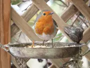 Put Out Mealworms and Suet for Birds This Nesting Season