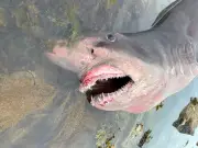Rare 600kg Smalltooth Sand Tiger Shark Washes Up Alive on UK Beach