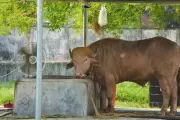 Rare Albino Buffalo Named After Trump Draws Crowds at Bangladesh Zoo