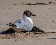Rare Black-Headed Gull Sparks Twitcher Frenzy in Western Australia