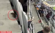 Rat Panics NRL Fans at CommBank Stadium During Tigers vs Bulldogs Match