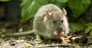 Rats Invade Homes If You Store One Garden Item: Pest Expert Warning