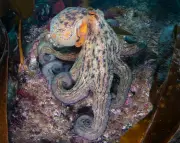 Record Octopus Surge Spreads from Southwest England to Scotland