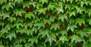 Remove English Ivy Naturally: Simple Free Garden Method