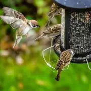 RSPB: Offer Mealworms and Suet to Garden Birds During Nesting Season
