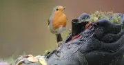 RSPB Urges Gardeners to Follow New 1-2 Day Food Rule for Birds