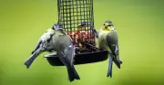 RSPB Urges Gardeners to Relocate Bird Feeders to Prevent Disease