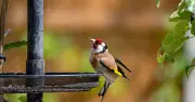 RSPB Urges Gardeners to Stop Feeding Birds Seeds and Peanuts in June