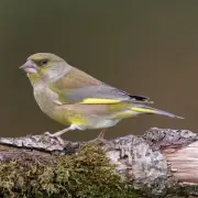RSPB Urges Welsh Households to Act as Contagious Disease Hits Garden Birds