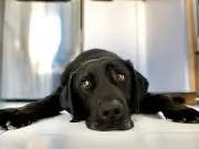 RSPCA Issues 'Dog Lockdown' Alert for Pet Owners During Heatwave