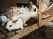 RSPCA Issues Heatwave Warning for Rabbit and Small Animal Owners