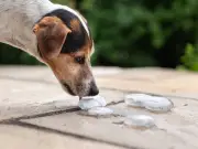 RSPCA Settles Debate: Ice Cubes Safe for Dogs in Heatwave