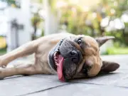 RSPCA Urges Dog Owners: Three Steps for UK Heatwave Safety