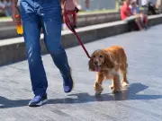 RSPCA Urges Dog Owners to Protect Pets During UK Heatwave