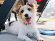 RSPCA Warning: Never Use Damp Towels to Cool Dogs in Heatwave