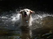 RSPCA Warns Against Damp Towels to Cool Dogs in Heatwave